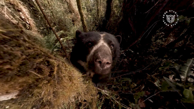 Oso de Anteojos